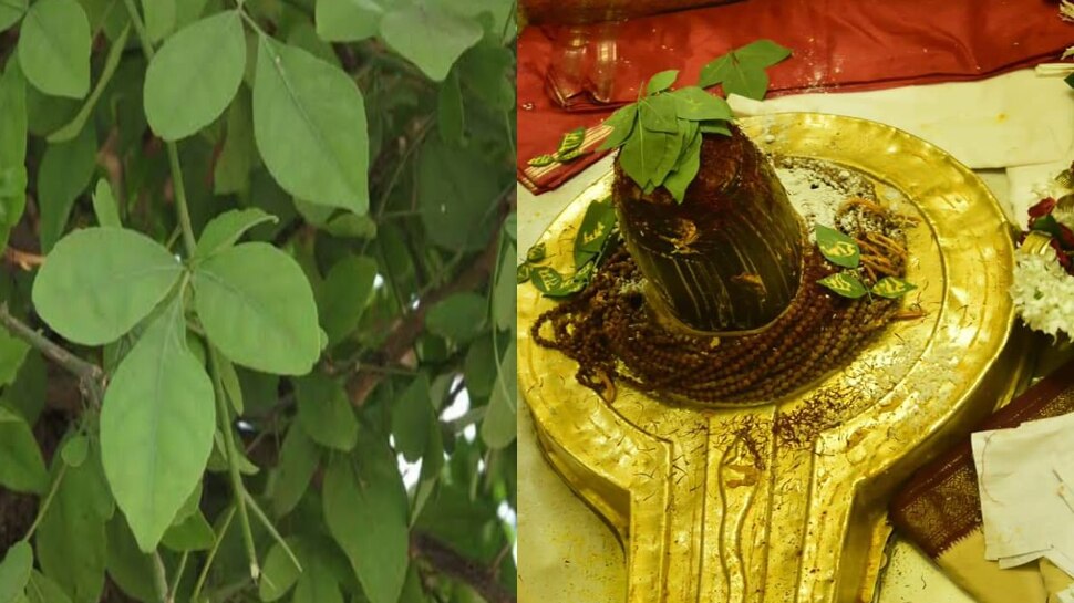 sawan month belpatra rules know how to offer bel patra on shivling