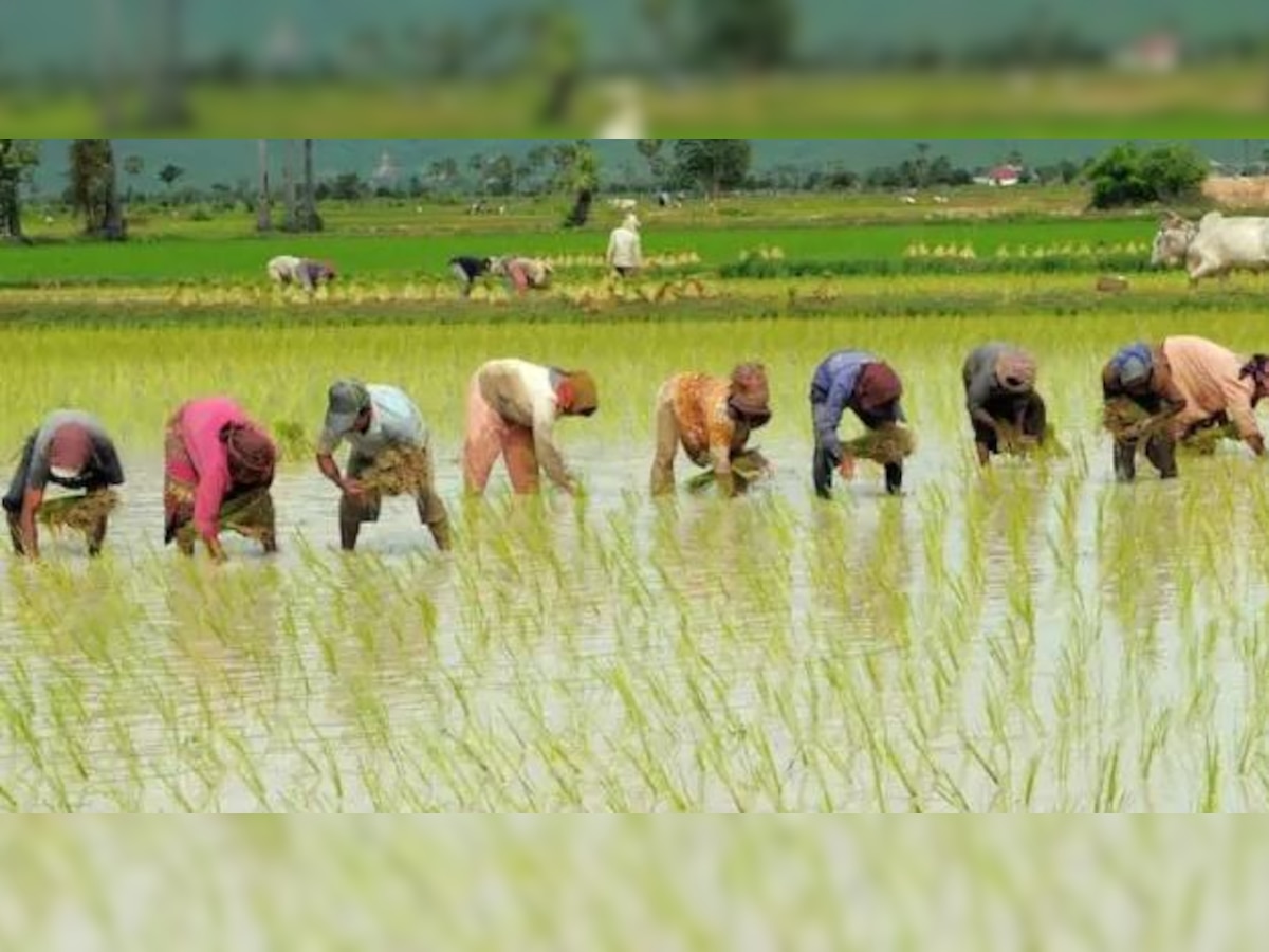 Heavy Rain in Bihar: बगहा, मधुबनी चंपारण में झूम कर बरसे बदरा, किसानों को राहत