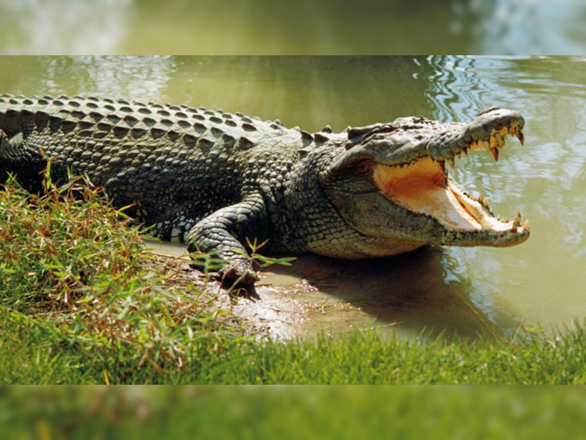 Crocodile: खतरनाक दांत होने के बावजूद भी मगरमच्छ निगल जाता है शिकार, Interesting है वजह