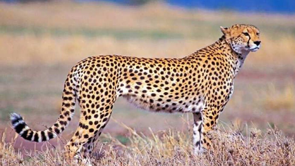 madhya pradesh african cheetah come kuno national park sheopur maintenance  75 crore rupees five years mpap | भारत में अब फिर दिखेंगे चीते, नामीबिया से  एमपी के इस नेशनल पार्क में लाए