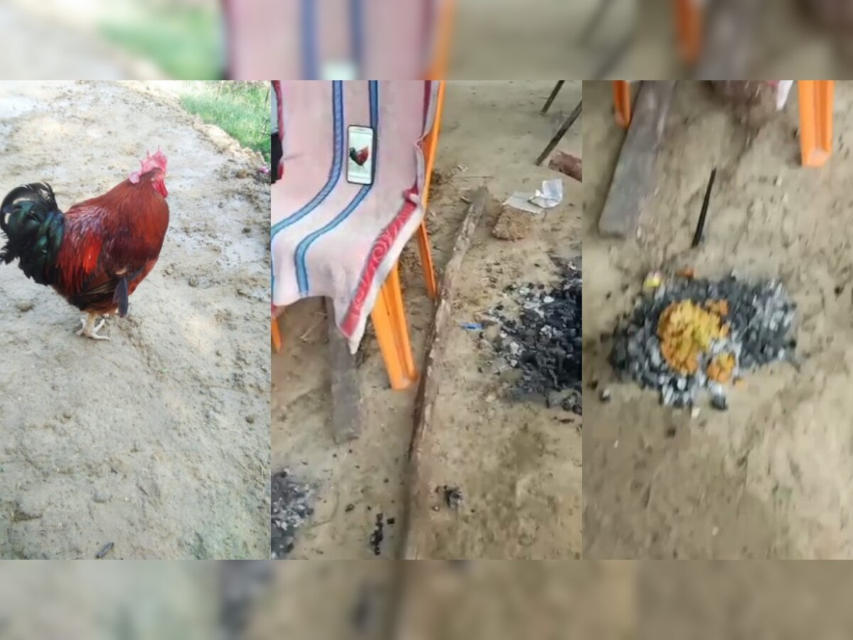 प्रतापगढ़: मेमने को बचाने वफादार मुर्गे ने दे दी जान, मालिक ने अंतिम संस्कार के बाद तेरहवीं में 500 को कराया भोज