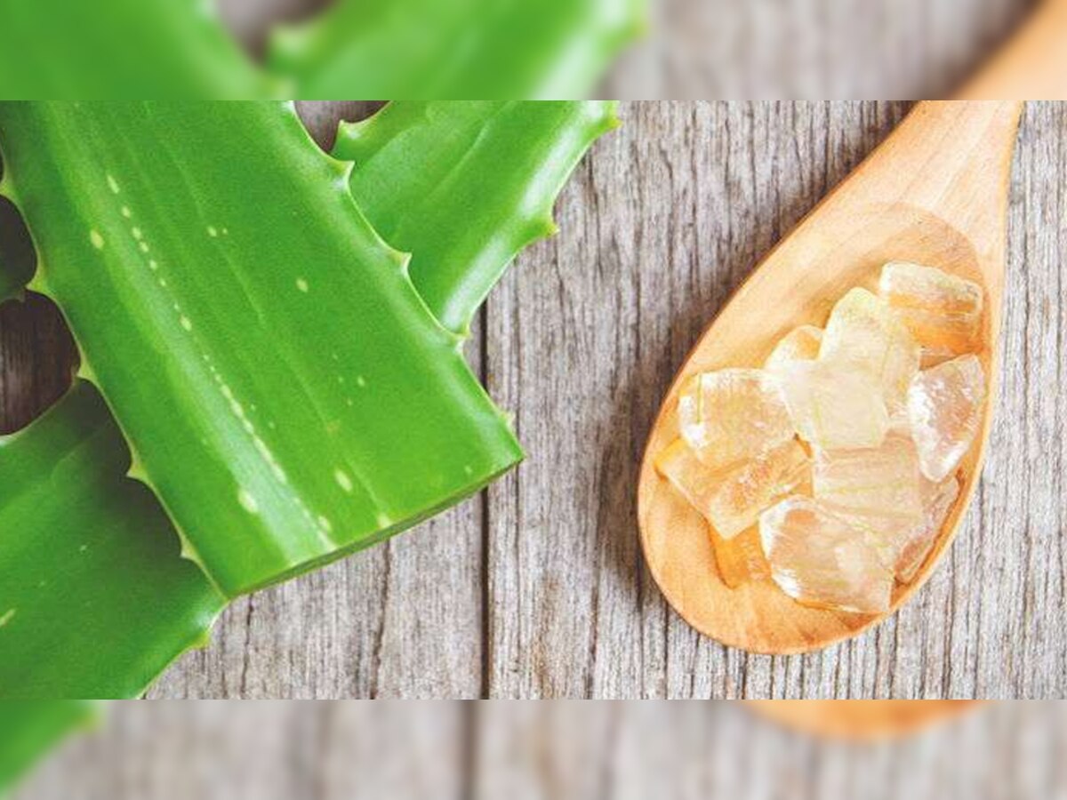 Aloe Vera benefits: ऐलोवेरा का करें ऐसे उपयोग, डायबिटीज के अलावा इन चीजों में फायदेमंद