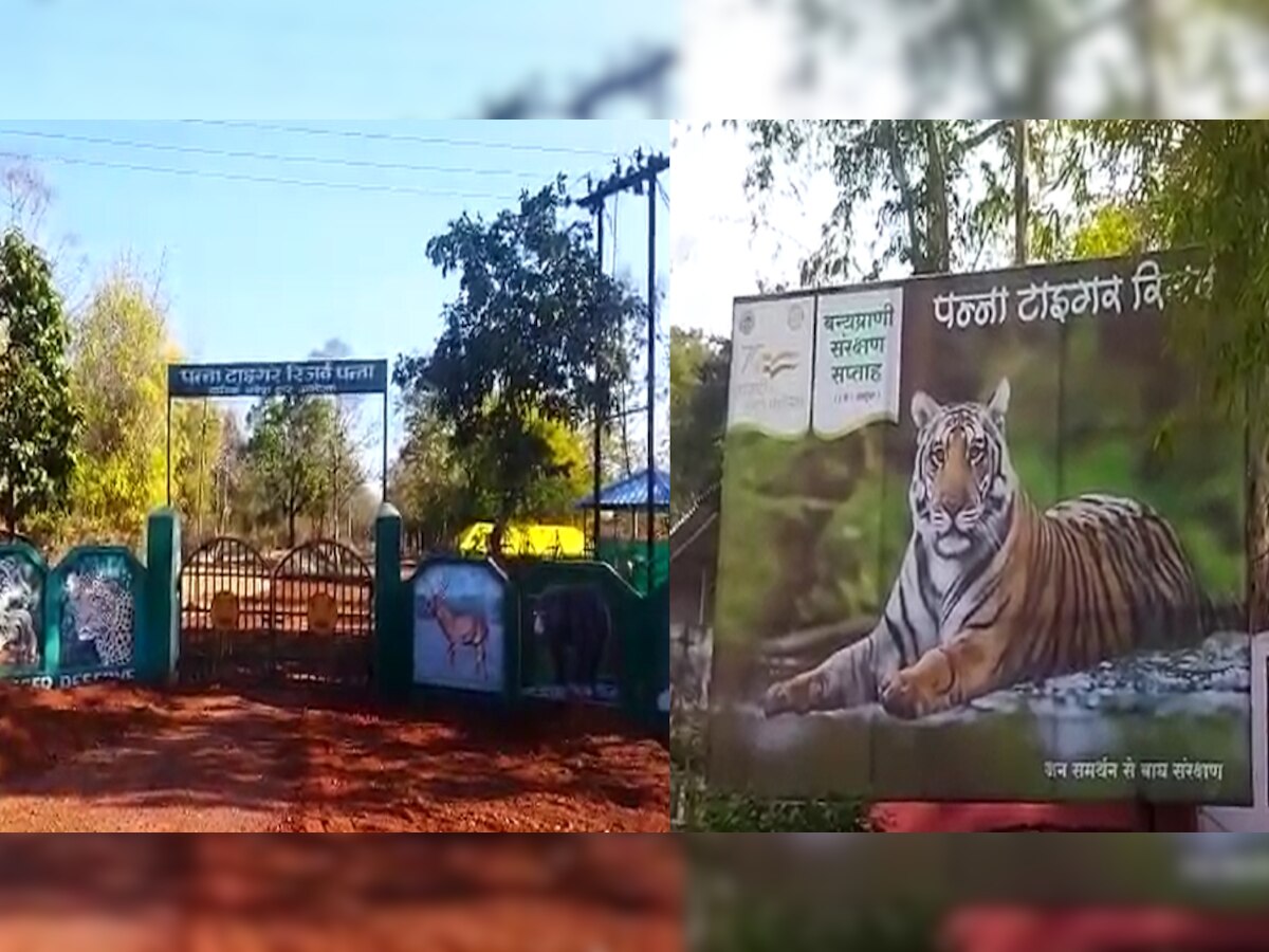 पन्ना टाइगर रिजर्व से गायब हुआ एक बाघ, गाइड ने फिल्ड डायरेक्टर पर लगाया आरोप