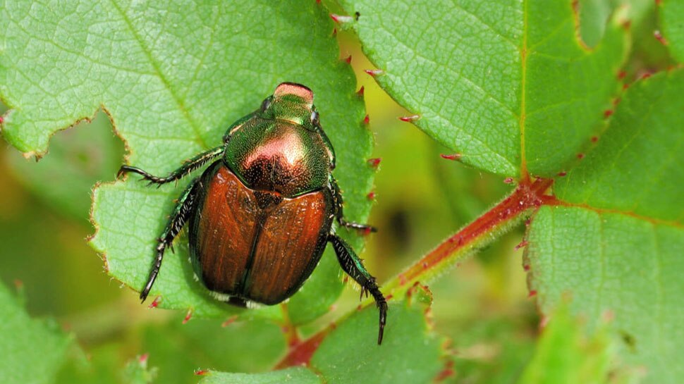 shocking news, insects you don't even like to see, people eat Scorpio ...