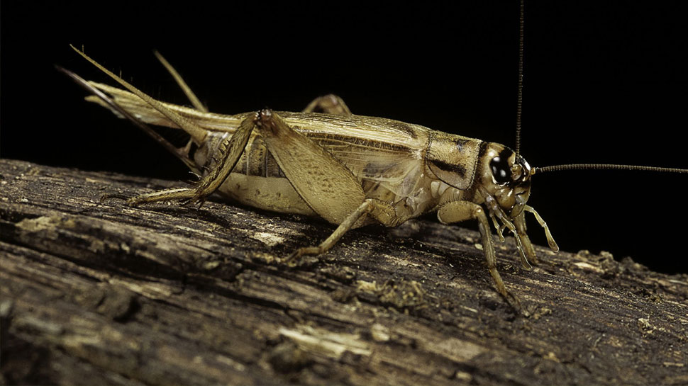 Jokh Insect Photo shocking news, insects you don't even like to see, people eat Scorpio ...