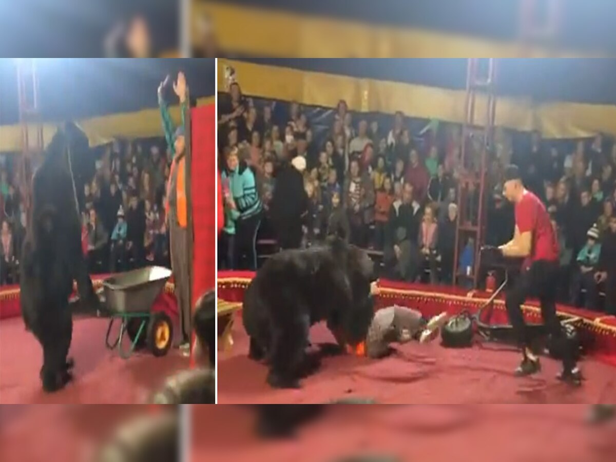 Viral Video: सर्कस में भालू के साथ करतब दिखाना पड़ा भारी, अटैक के बाद मच गया हाहाकार!