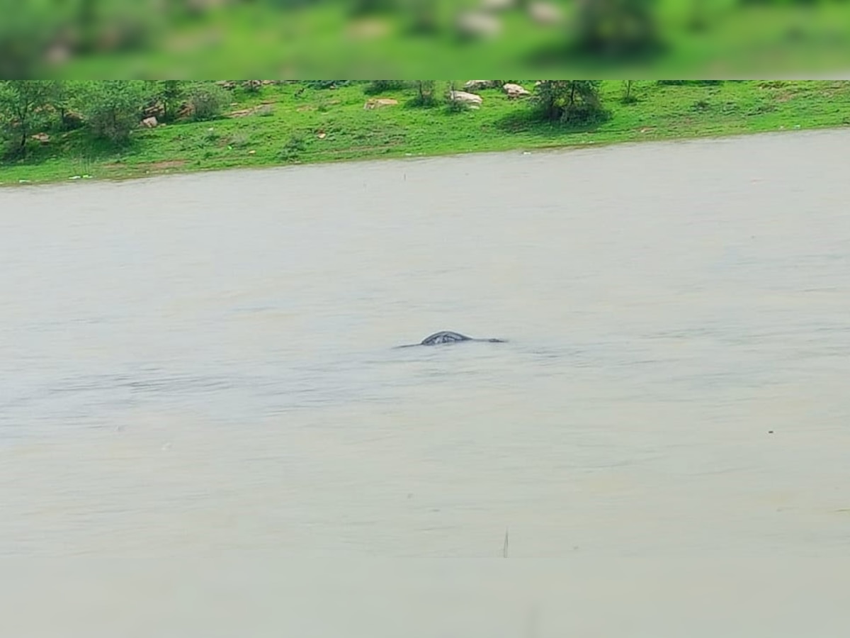 तैरता हुआ युवक का शव