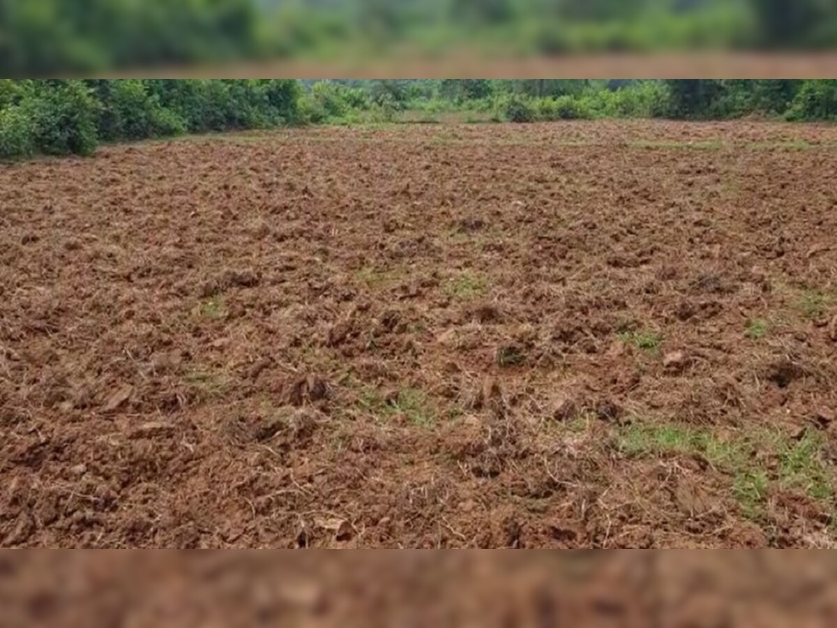 Jharkhand Monsoon:धनबाद में 76 फीसद कम हुई बारिश, खेतों में पड़ने लगी दरार 