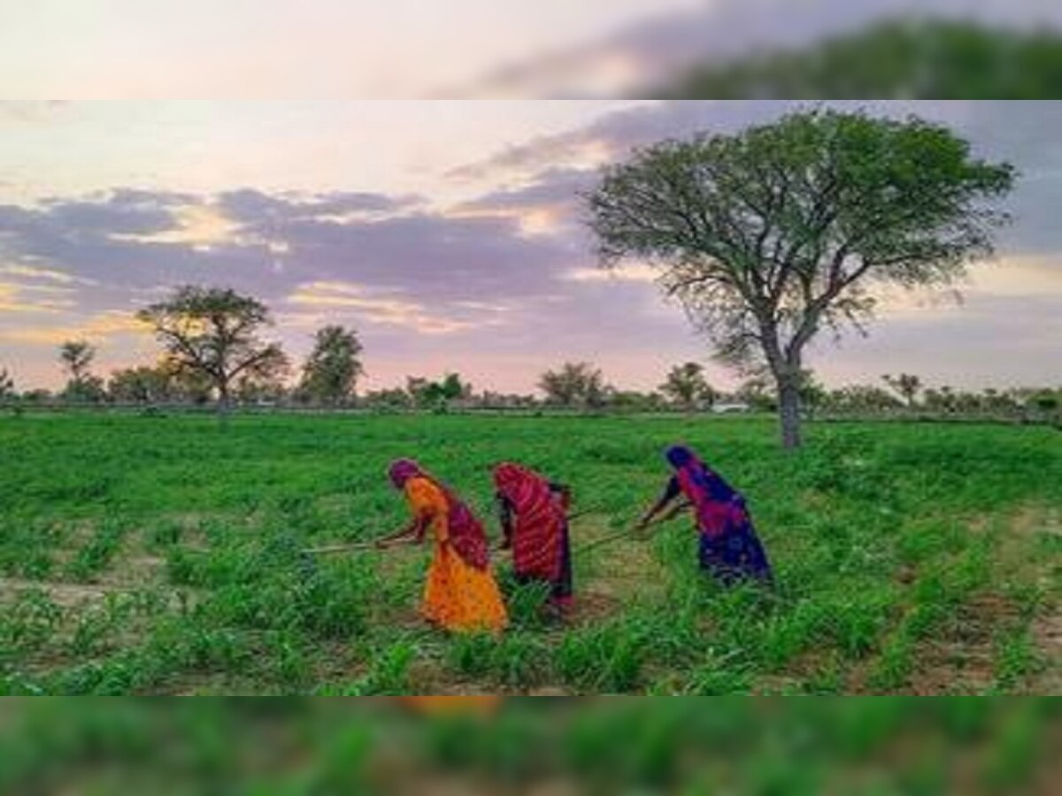 किसानों को इस बार अच्छी पैदावार होने की उम्मीद, खरपतवार नष्ट करने के लिए निराई गुड़ाई शुरू