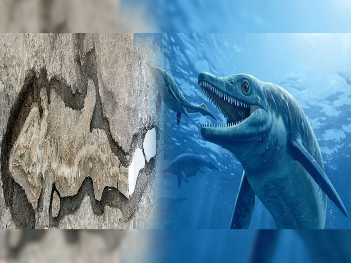 Trending Story मिला 18 करोड़ साल पुराना समुद्री डैगन, 33 फीट है लंबाई