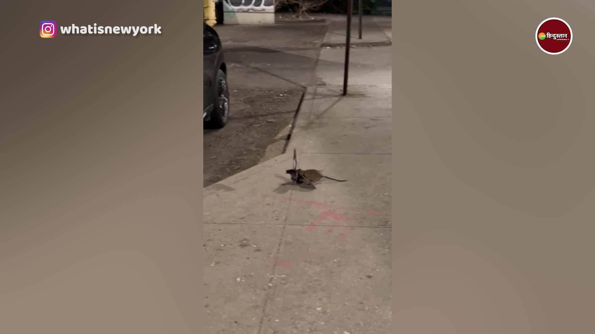 Rats attacking birds on busy streets are not something usually