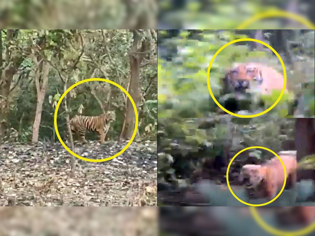 Tiger Attack: बेवजह हॉर्न बजाना हो सकता है जानलेवा, कार सवारों के पीछे भागा बाघ, वीडियो वायरल
