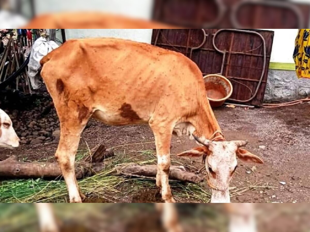 Lumpy Skin Disease: कोरोना-मंकीपॉक्स के बीच जानवरों में फैल रहा ये खतरनाक वायरस, 999 गाय-भैंसों की हुई मौत