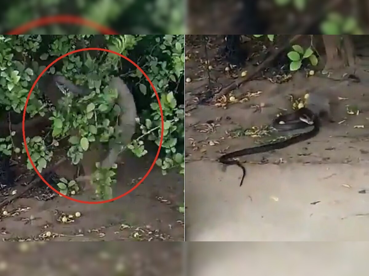 Snake Fight: नेवले ने मारी छलांग और सांप को मुंह से दबोचा, जानें कौन जीता जिंदगी की जंग?