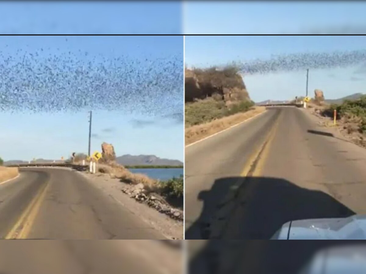 Top Viral Videos: जब आसमान में दिखा चमगादड़ों का झुंड, लोग बोले- बैटमैन ने किया तलब; तहलका मचा रहा वीडियो 