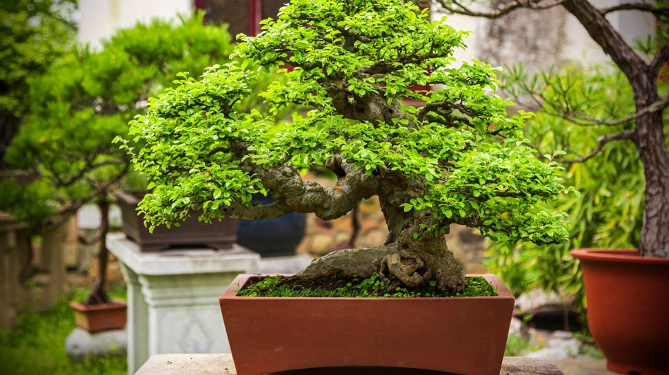 benefits of bonsai plant vastu tips for bonsai plants Bonsai Plant