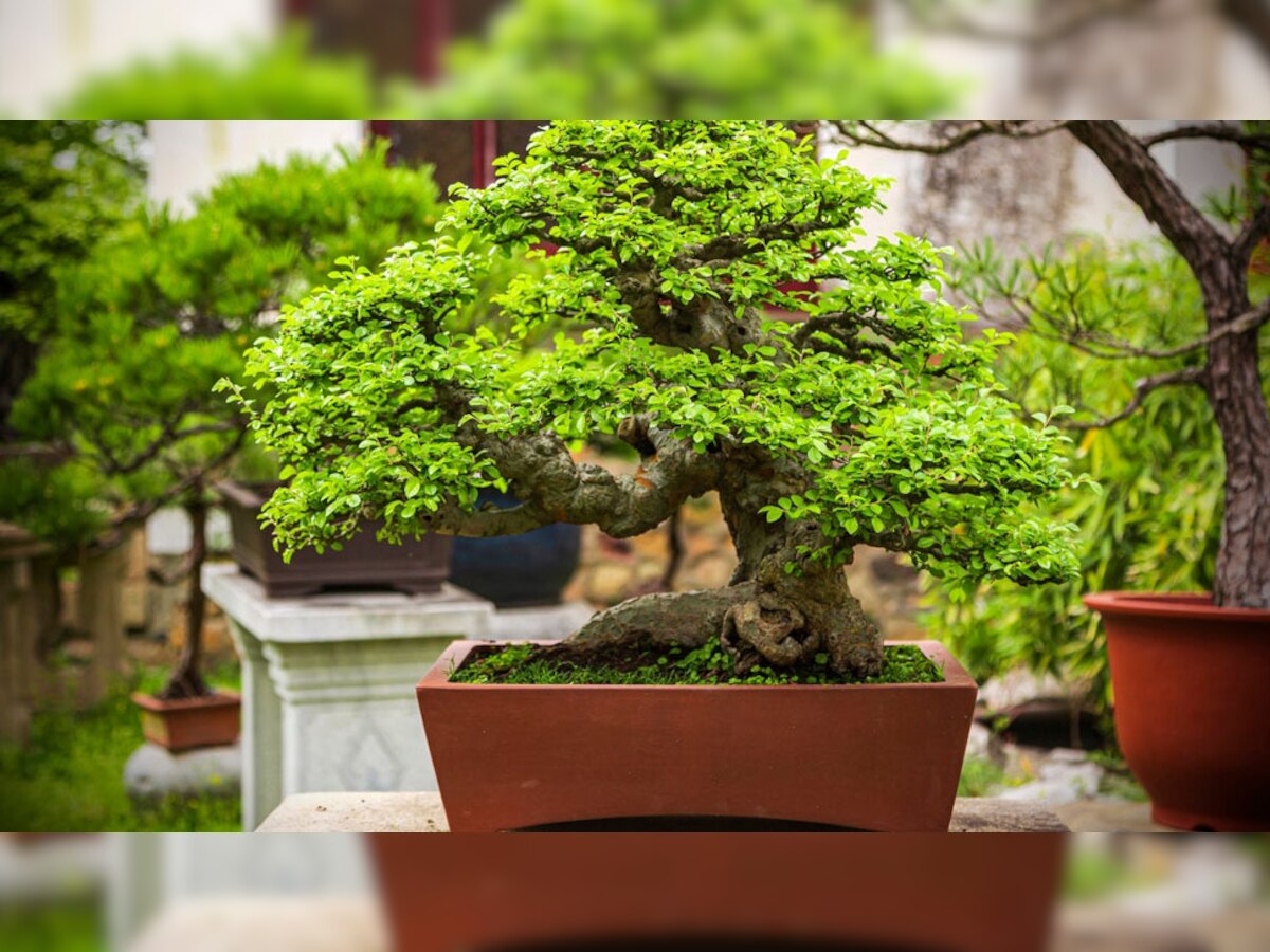 Bonsai Plant: अच्छी सेहत और सकारात्मक ऊर्जा चाहिए तो आज ही इस 'बौने पौधे' से कर लें दोस्ती, खुशियों से भर देता घर