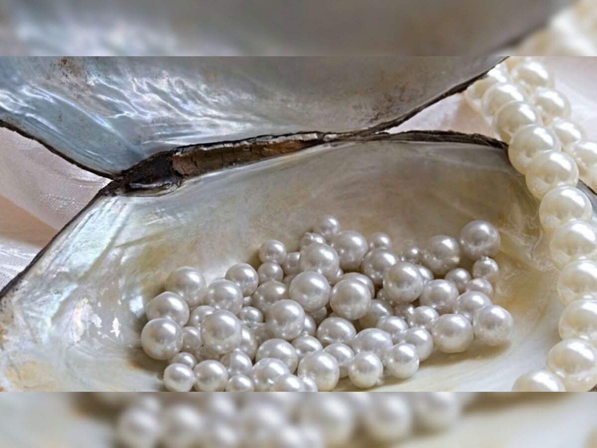 Pearl Benefits: इन राशि को लोग जरूर धारण करें मोती, जीवन में रहेगी मां लक्ष्मी की कृपा