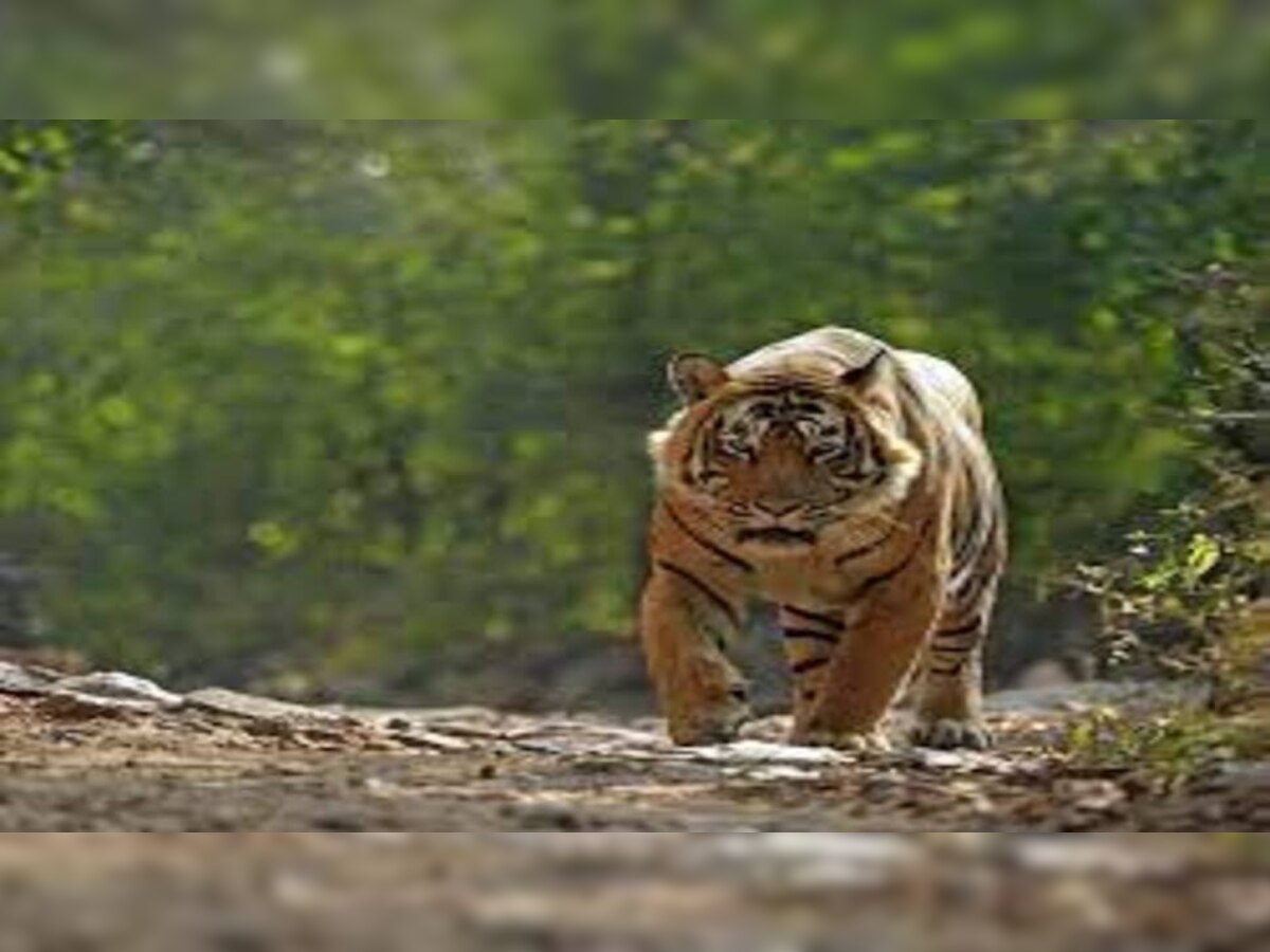 Tiger Death in India: ଦେଶରେ ୩ ବର୍ଷରେ ପ୍ରାଣ ହରାଇଛନ୍ତି ୩୨୯ ବାଘ   