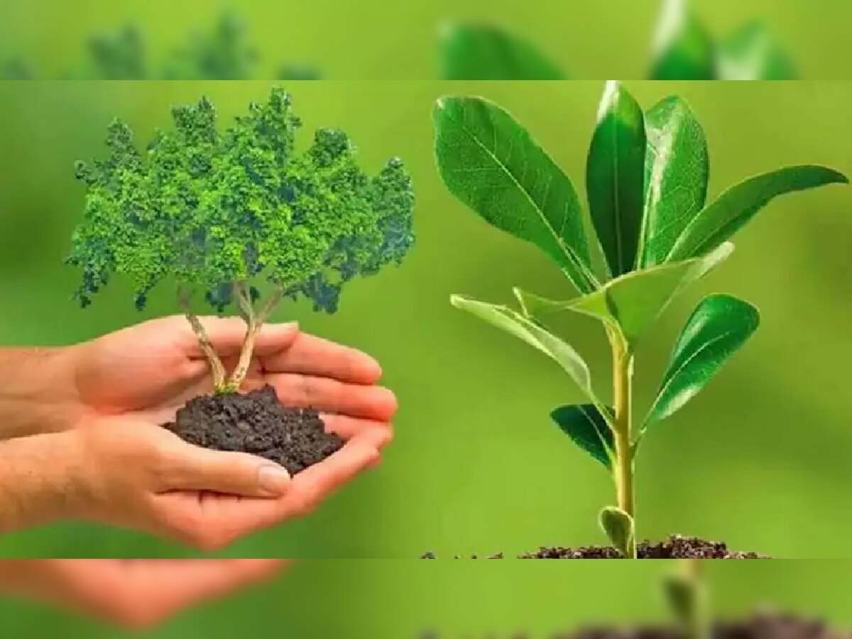 Hariyali Amavasya 2022: हरियाली अमावस्या के दिन राशि के अनुसार लगाएं पौधे, पितर हो जाएंगे तृप्त