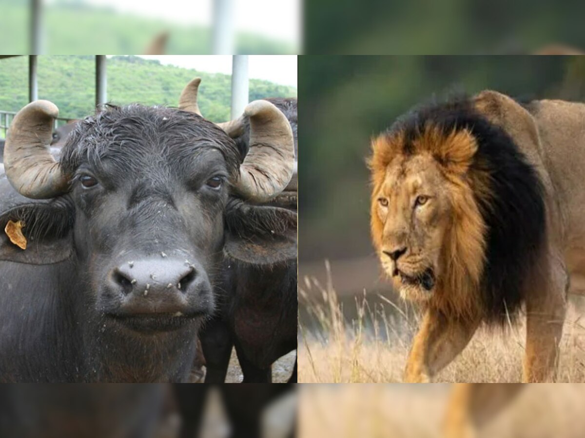 Lions on sale: भैंस से भी सस्ता जंगल का राजा शेर, यहां लगी है सेल! कीमत जानकर रह जाएंगे हैरान 
