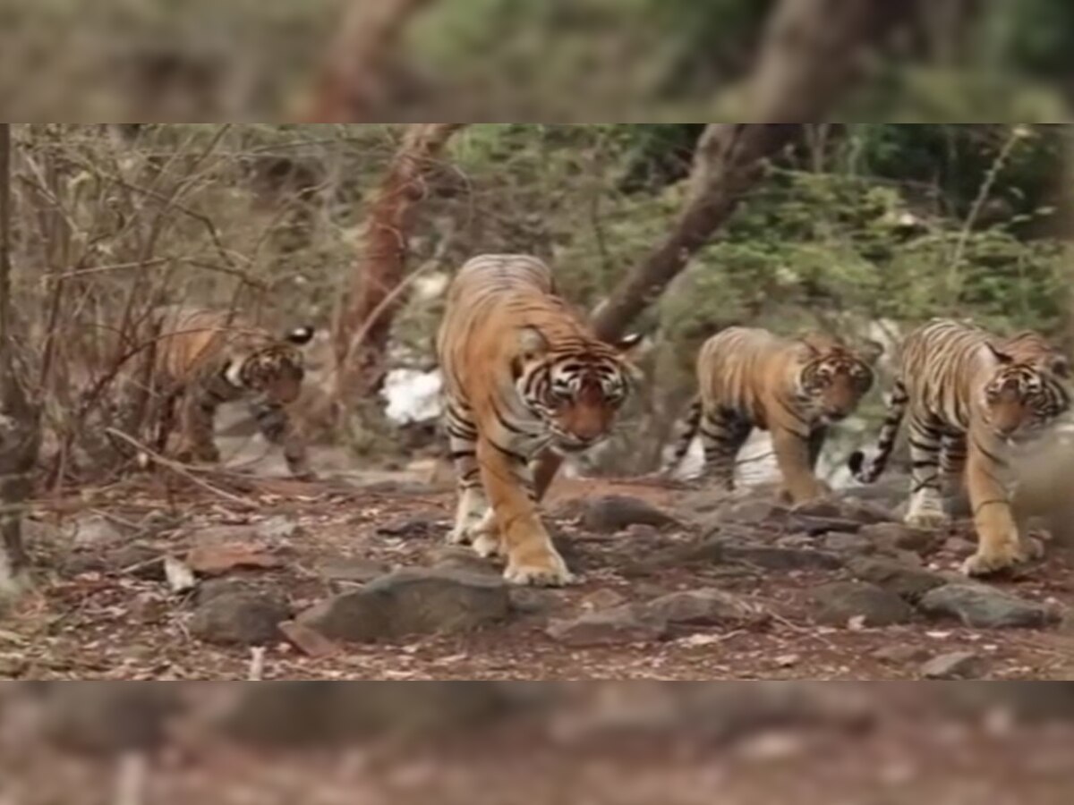 World Tiger Day : रणथंभौर टाइगर रिज़र्व से 2 दर्जन से ज्यादा बाघ गायब, नए टाइगर रिजर्व की जरुरत