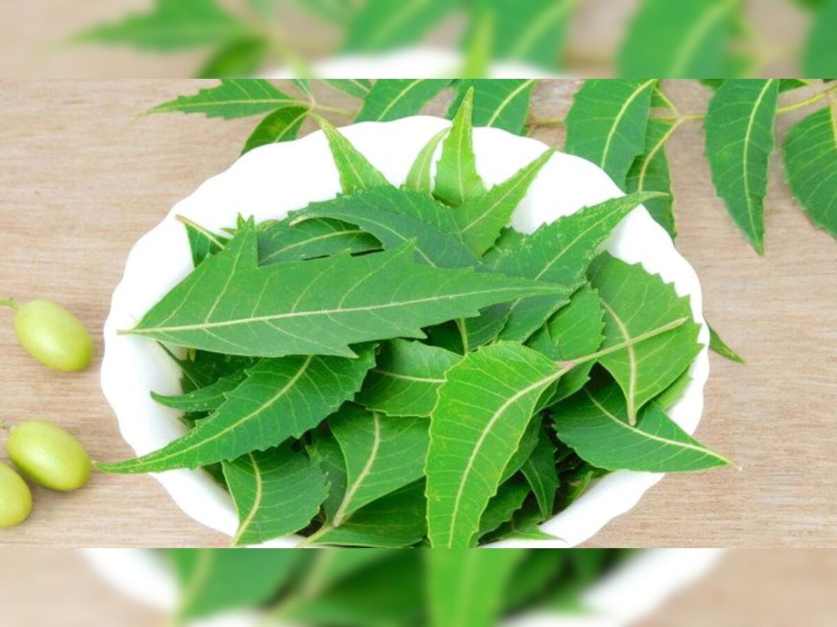 Benefits of Neem 