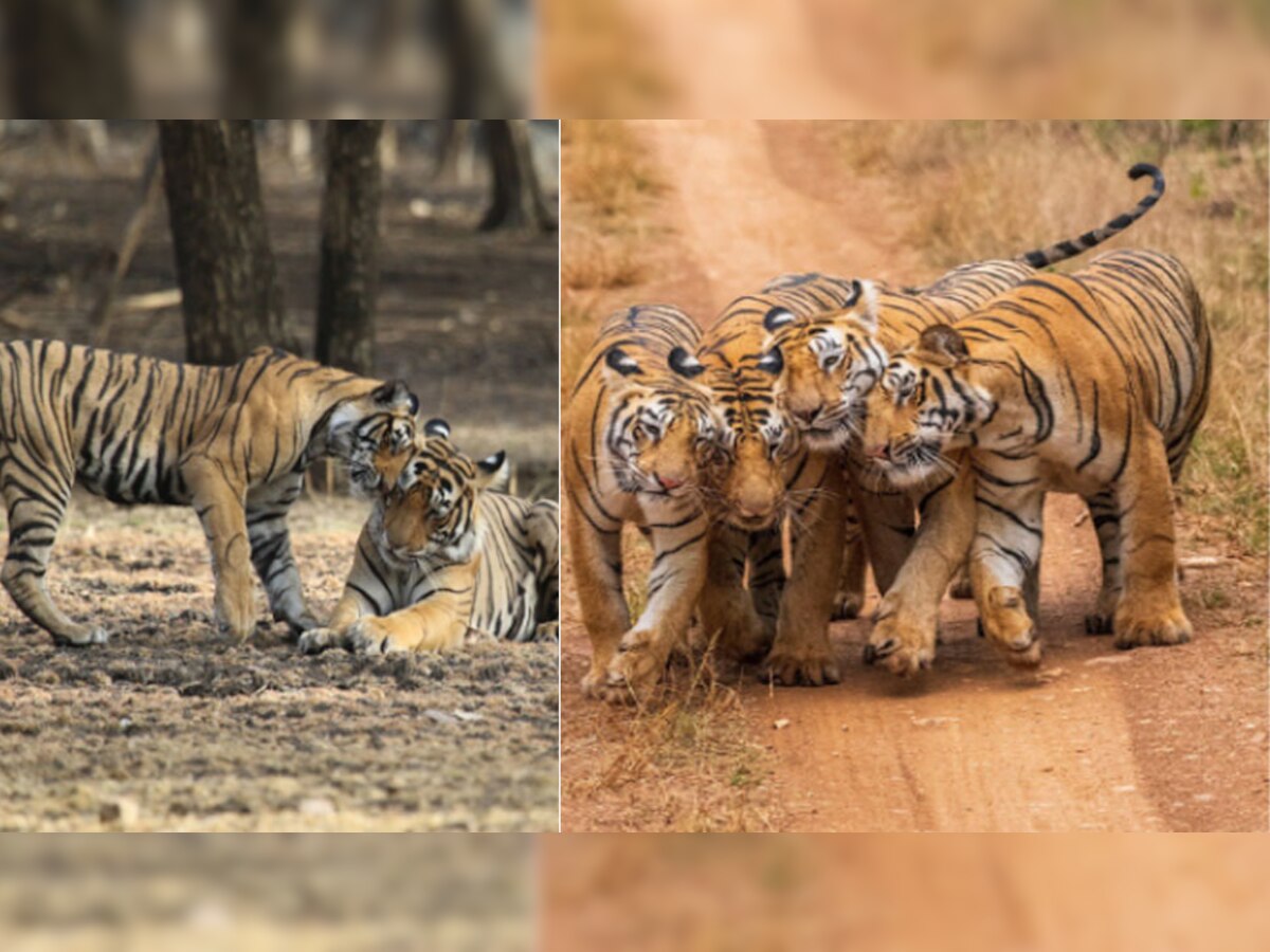 सीएम गहलोत ने प्रदेश में बाघों की स्थिति को लेकर प्रसन्नता जाहिर की.