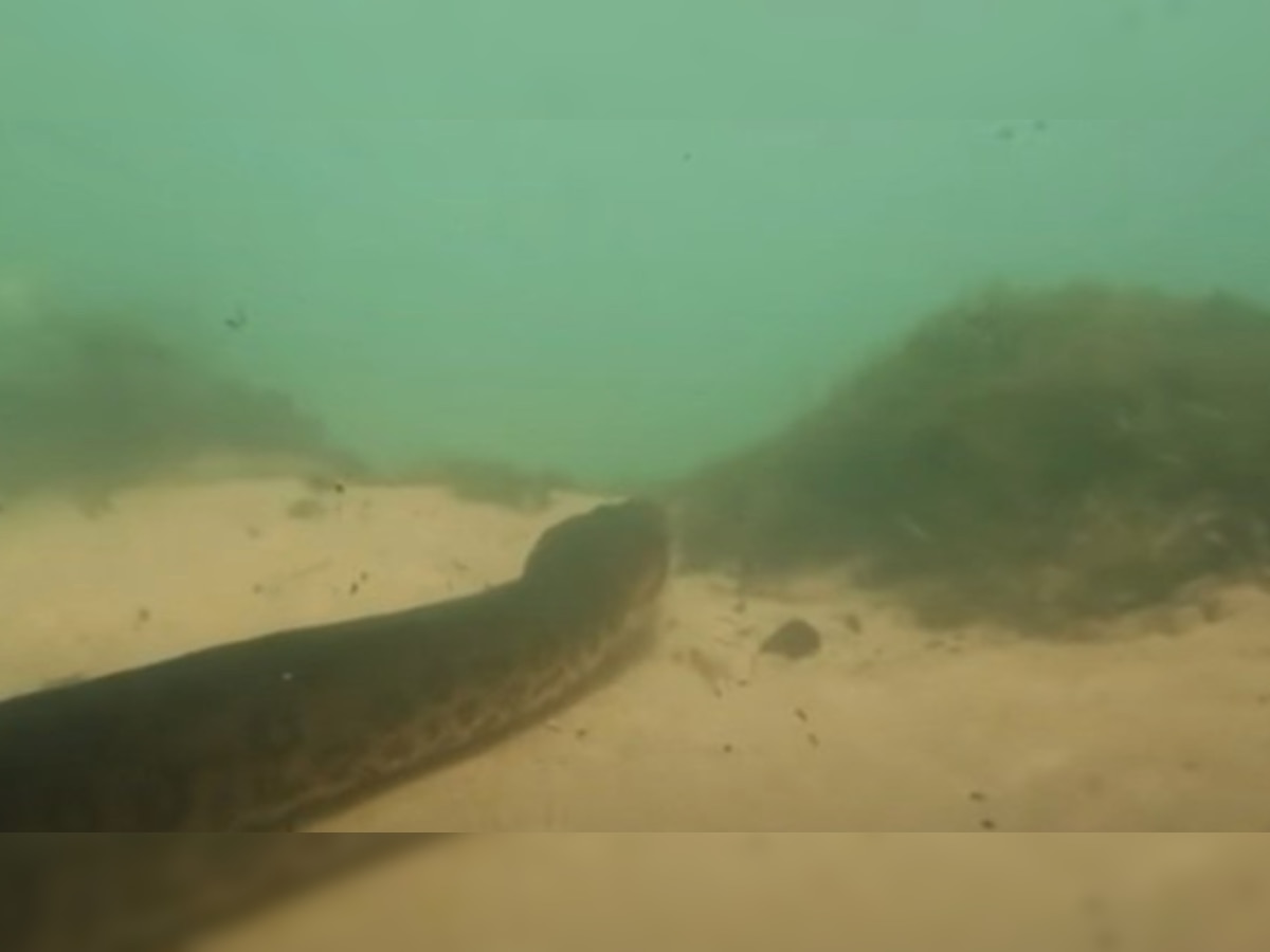 Anaconda Video