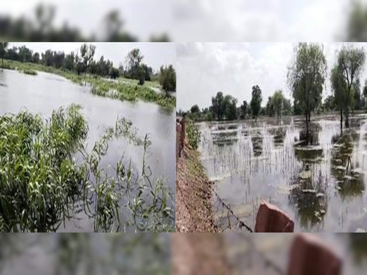 Luni : जुगाड़ से की थी सिंचाई लेकिन अब बारिश के गंदे पानी ने किसान की मेहनत को डूबा डाला