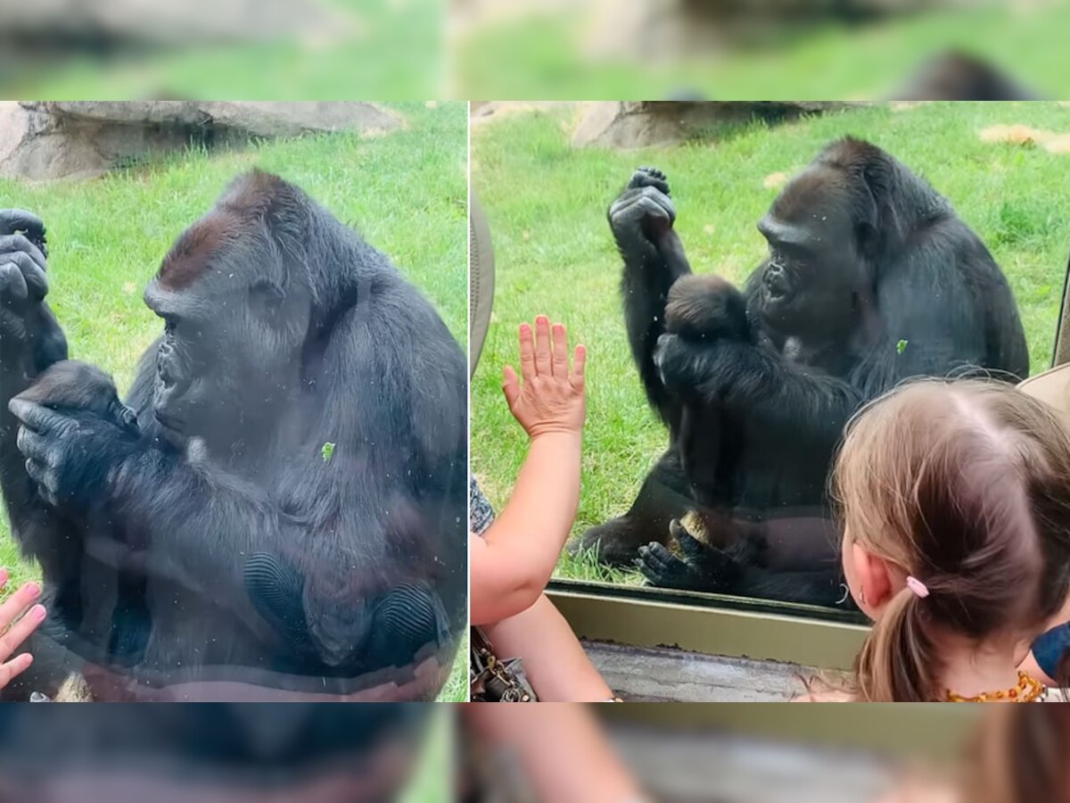 Trending: खतरनाक Gorilla के बच्चे की हुई ऐसी मुंह दिखाई, Zoo में आए लोग हंसते-हंसते हुए लोटपोट