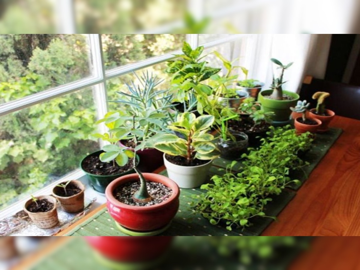 Vastu Tips: घर के दरवाजे पर भूलकर भी न लगाएं ये पौधे, वरना आ सकती है आर्थिक तंगी