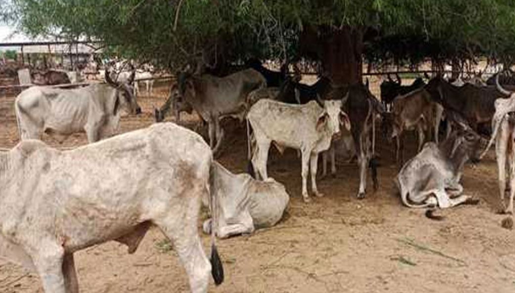 राजस्थान में क्यों हो रही है सैकड़ों गायों की मौत? अब बढ़ने लगी है लोगों की चिंता