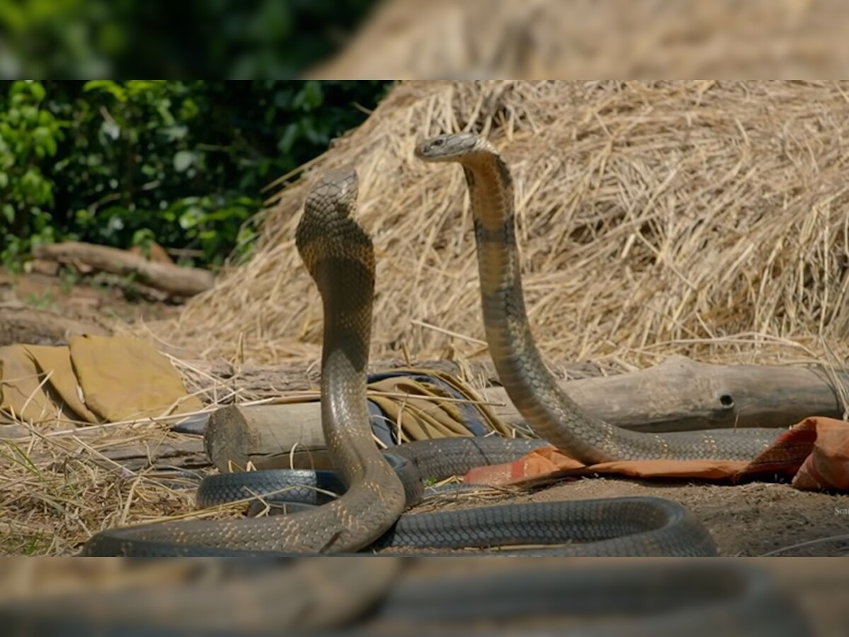 King Cobra: जब एक दूसरे के खून के प्यासे हुए दो किंग कोबरा, देखें रोंगटे खड़े करने वाला वीडियो