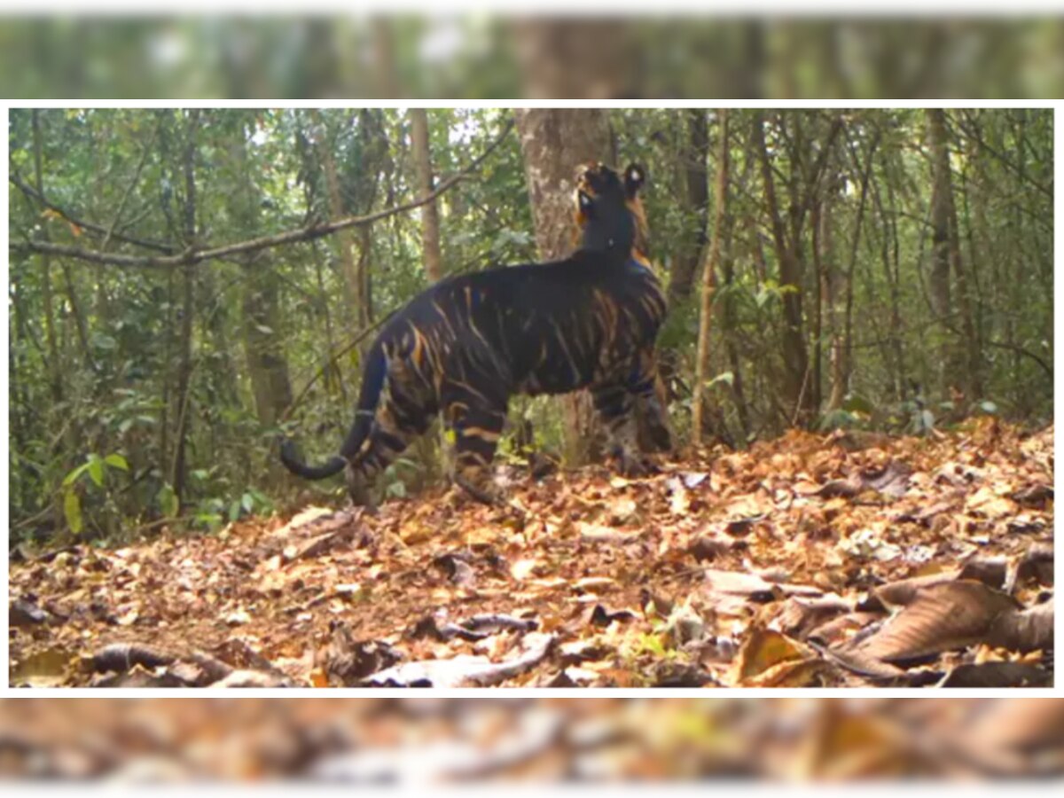 Black Tiger spotted in Similipal: ଶିମିଳିପାଳ ଅଭୟାରଣ୍ୟରେ ବିରଳ ପ୍ରଜାତିର ବାଘ ଠାବ