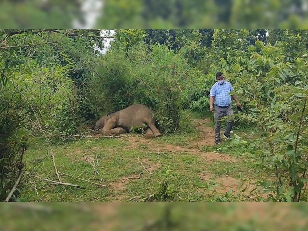 Jharkhand News: लातेहार जिले में हाथी की संदिग्ध अवस्था में मौत,  दोनों दांत भी गायब