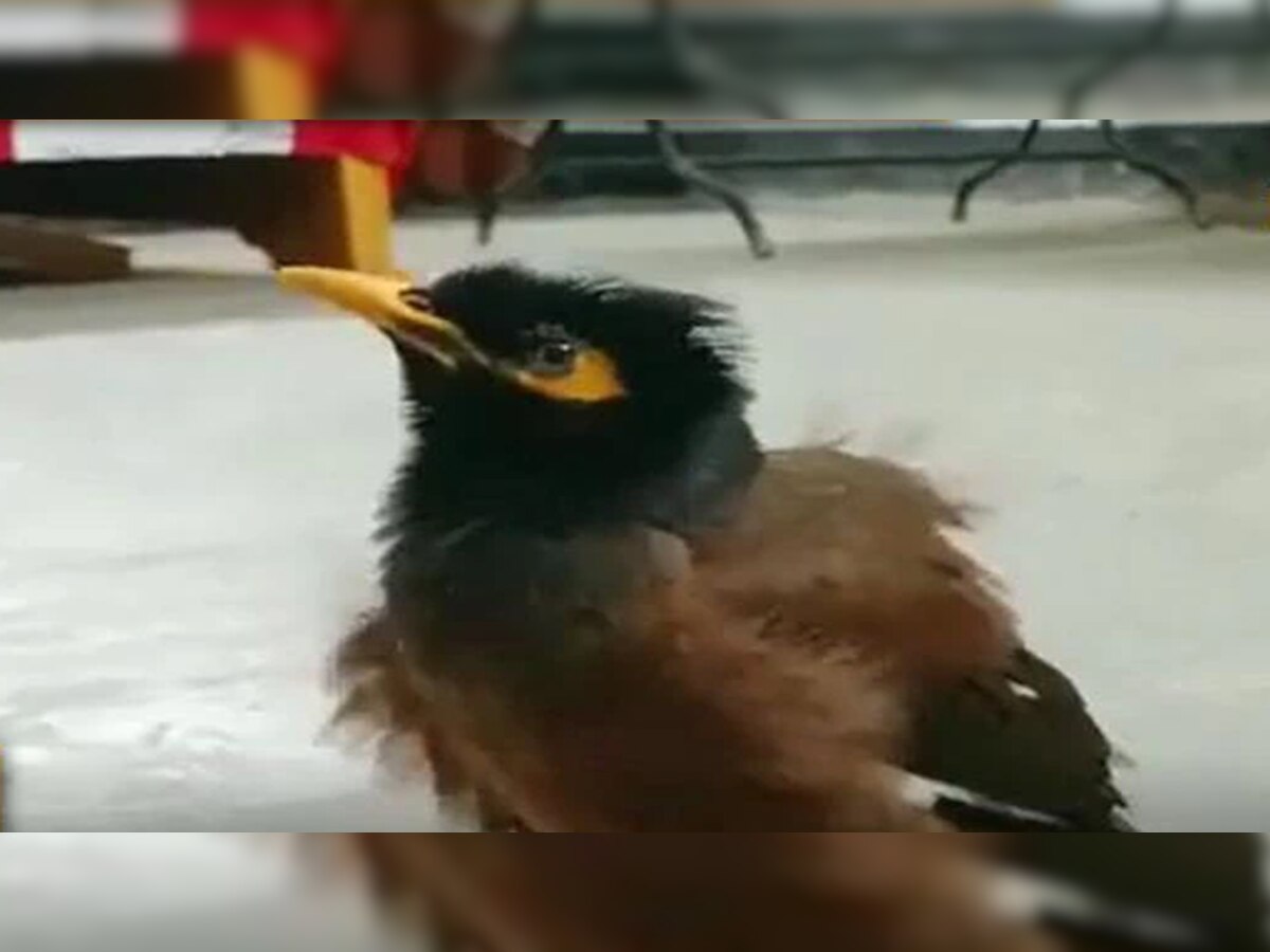 Viral Video: हरे कृष्णा बोलती है ये चिड़िया, देखें इस हरि भक्त का अनोखा वीडियो