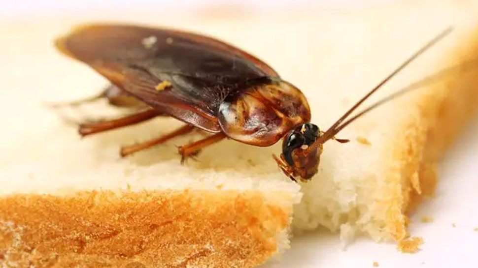 Cafteria Cockroach Pakistan Parliament Cafeteria sealed after cockroaches found in food ...