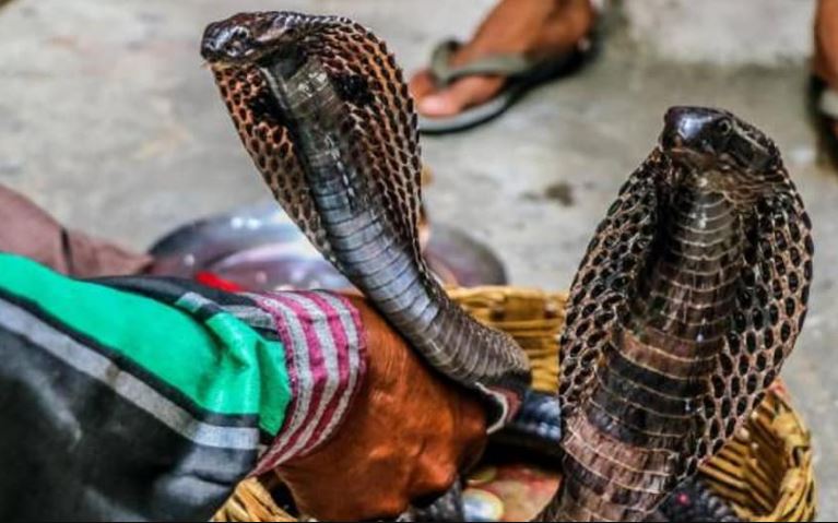 Nag Panchami 2022 Wishes: इन संदेशों के जरिए अपनों को भेजें &#039;नाग पंचमी&#039; की शुभकामनाएं