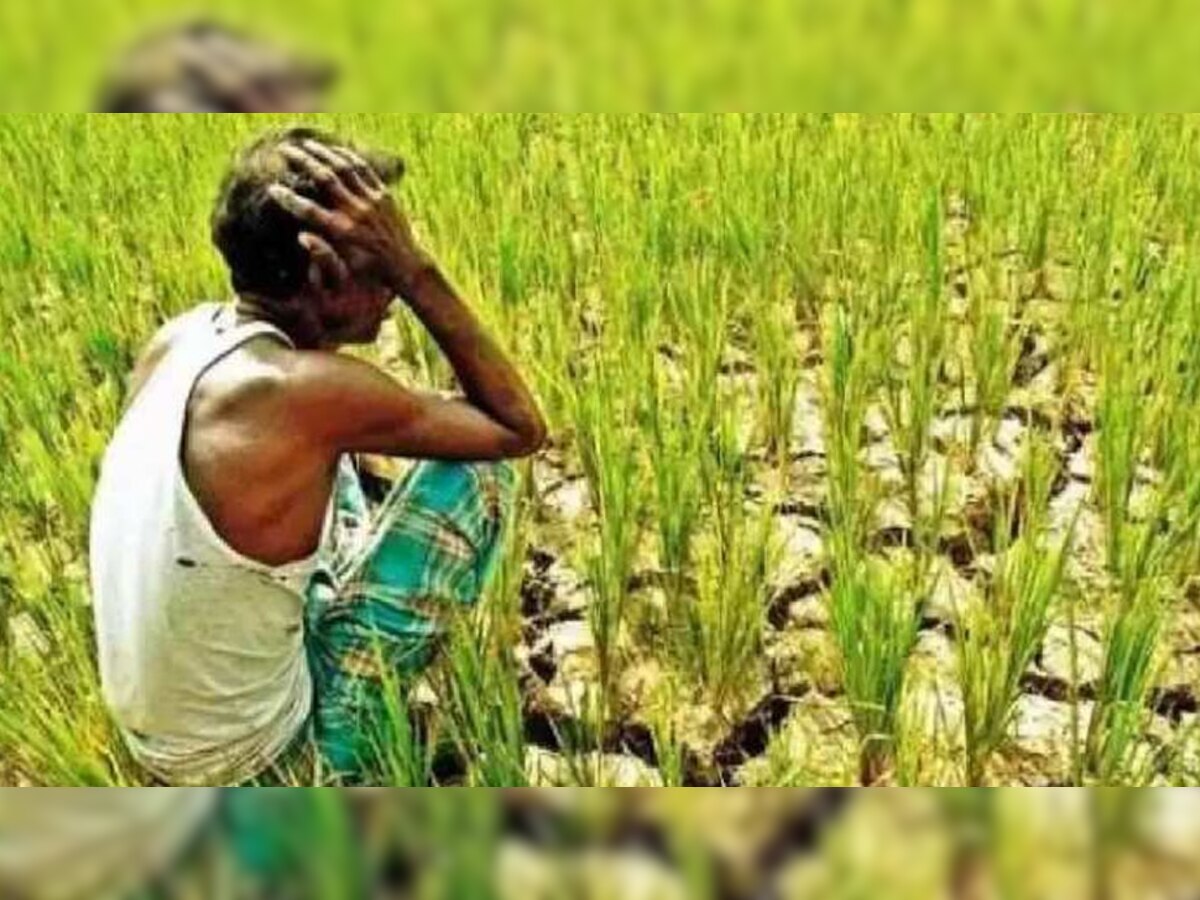 बिहार-झारखंड में बारिश की कमी से चावल की फसल हो सकती है खराब, सामने आयी यह रिपोर्ट