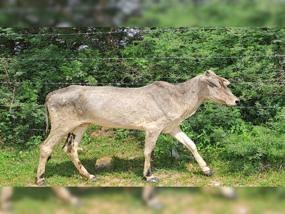 राजस्थान में बरकरार लंपी वायरस का कहर, डीडवाना में रोजाना हो रही 25 से 30 गायों की मौत
