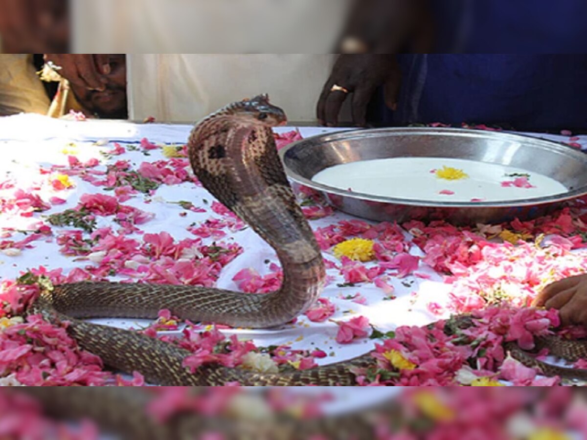 Nag Panchami: जल, जंगल, जमीन से लेकर, ज्योतिष तक है नागों की उपस्थिति, जानिए क्यों मनाते हैं नागपंचमी