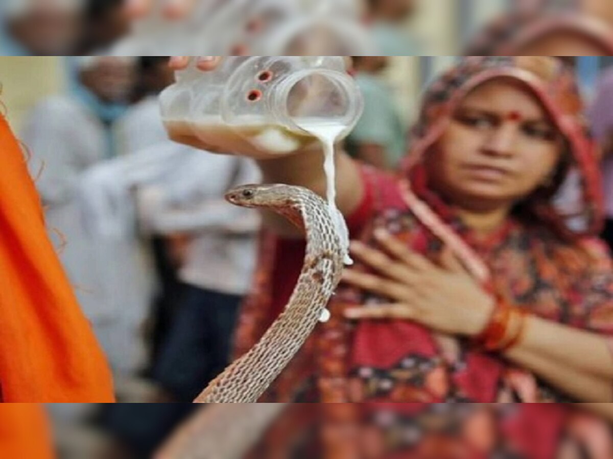 Nag Panchami update: नागपंचमी आज, इन उपायों से करें नागपूजा, दूर होगा कालसर्प दोष 