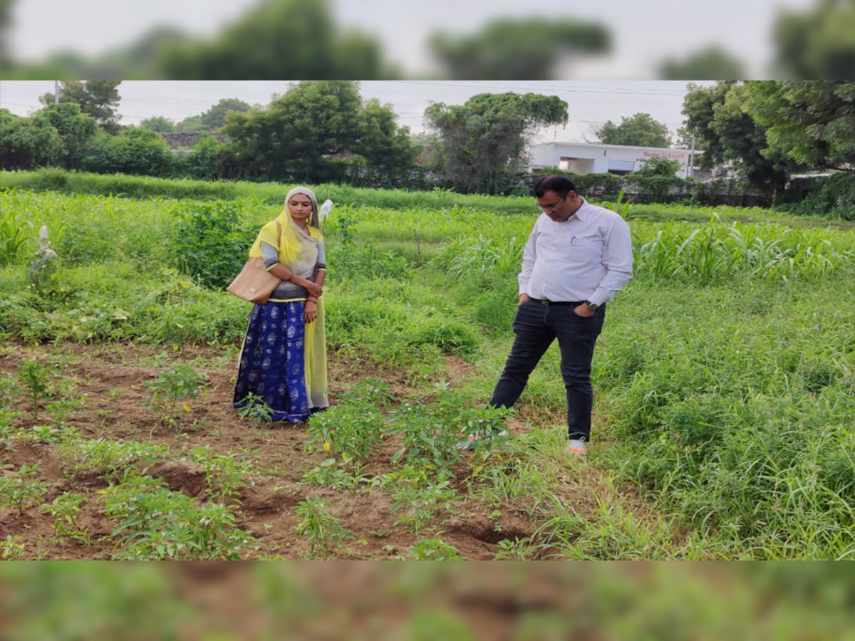 Rajsamand: अधिकारी भुवनेश्वर सिंह चौहान ने उन्नत खेती के तहत मिर्ची के पौधों का निरीक्षण 