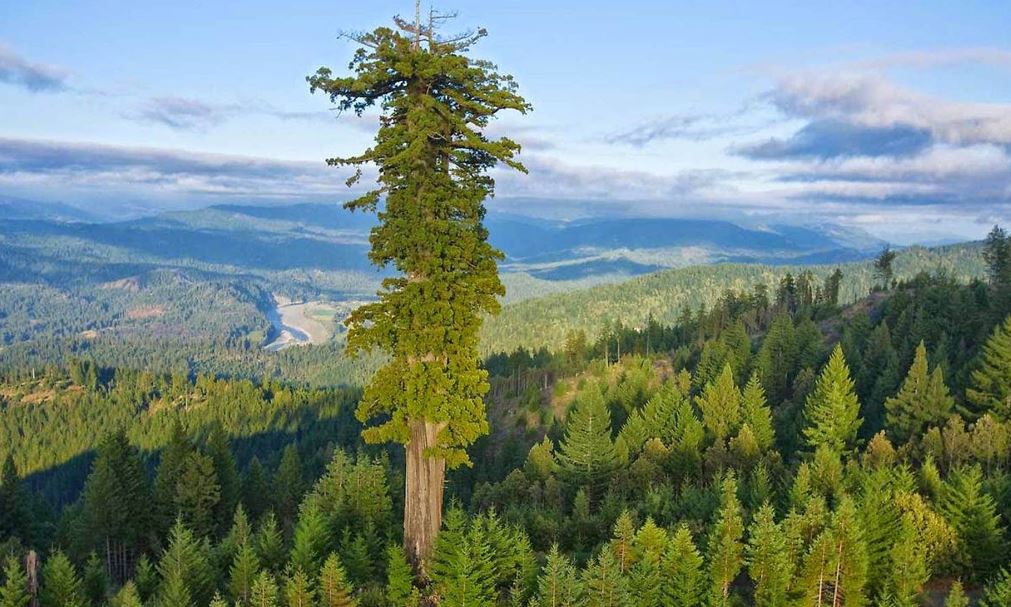 दुनिया का सबसे ऊंचा पेड़, पास गए तो इतने महीने की जेल और 4 लाख का जुर्माना