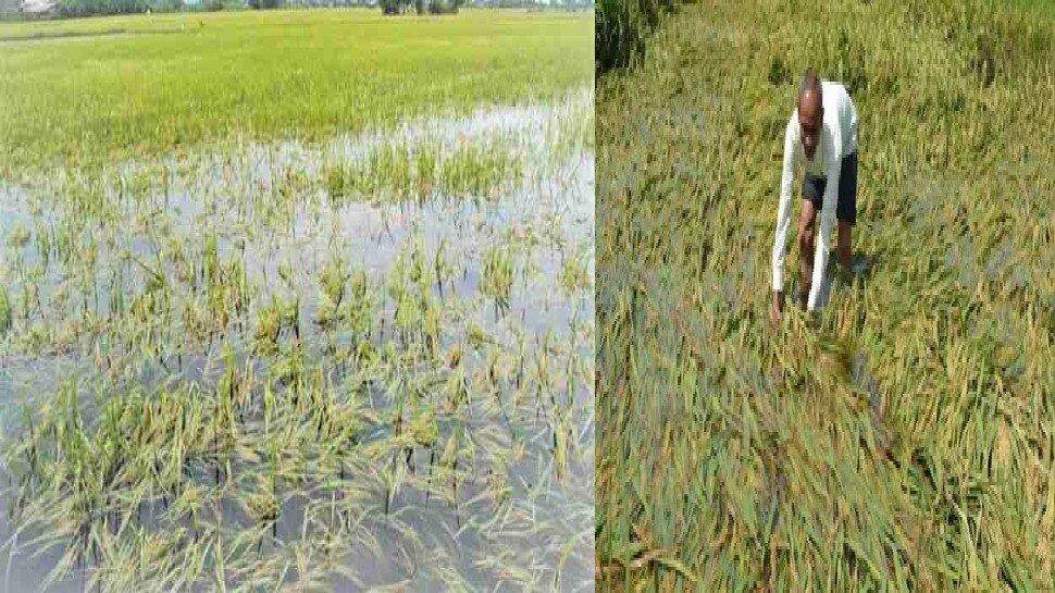haryana Farmers demand compensation for crop loss due to rain know process here pm fasal bima yojana dadnh | बारिश से फसल हो गई बर्बाद, जानिए कैसे मिलेगा सरकारी मुआवजा और क्या-क्या डाक्युमेंट्स लगेंगे | Hindi News, Delhi-NCR-Haryana