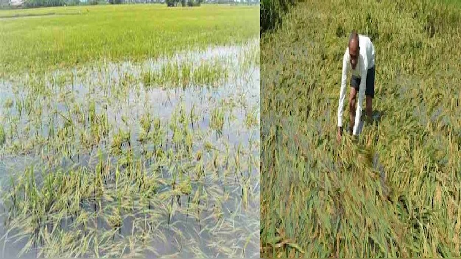 haryana Farmers demand compensation for crop loss due to rain know ...