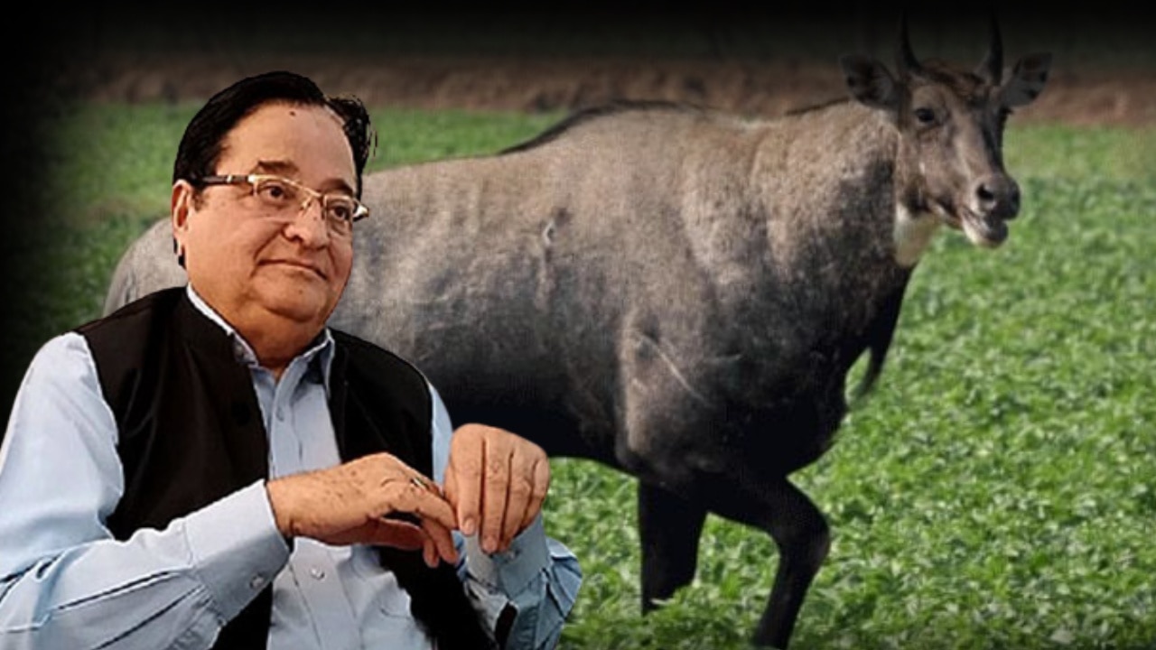 नील गाय को 'जंगली घोड़ा' कहा जाए, मारने-पकड़ने की आजादी मिले, सपा सांसद ने क्यों कहा ऐसा?