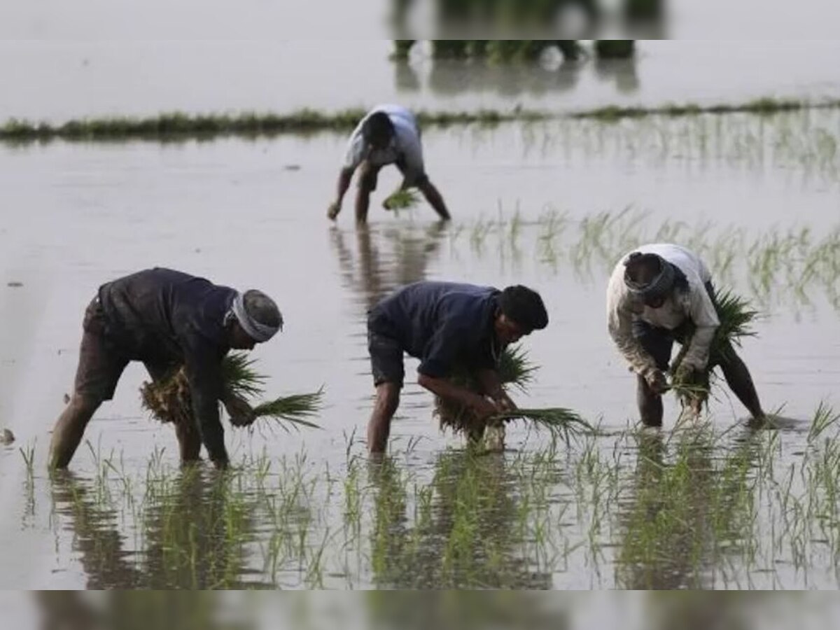 बिहार में मानसून की बेरुखी, धान की रोपनी न होने से किसानों को परेशानी