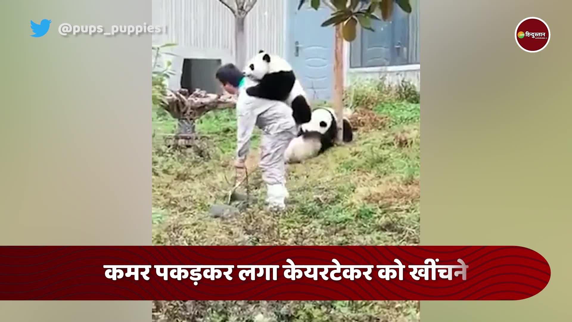 adorable-viral-video-of-panda-troubling-his-caretaker-like-a-child